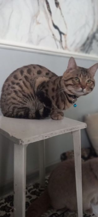 VYASKAGA toza nasl oliwni istaganla uchun