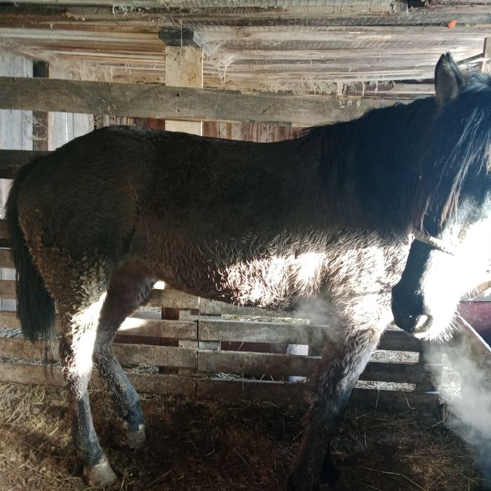 Продам готовый соғым