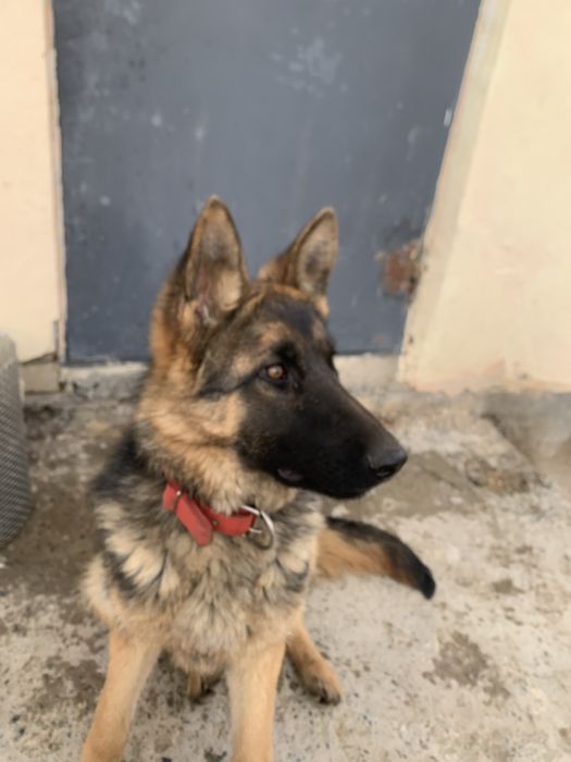 Собака 2025 таза қанды