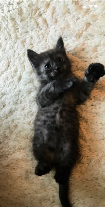 Отдам в добрые руки котенка