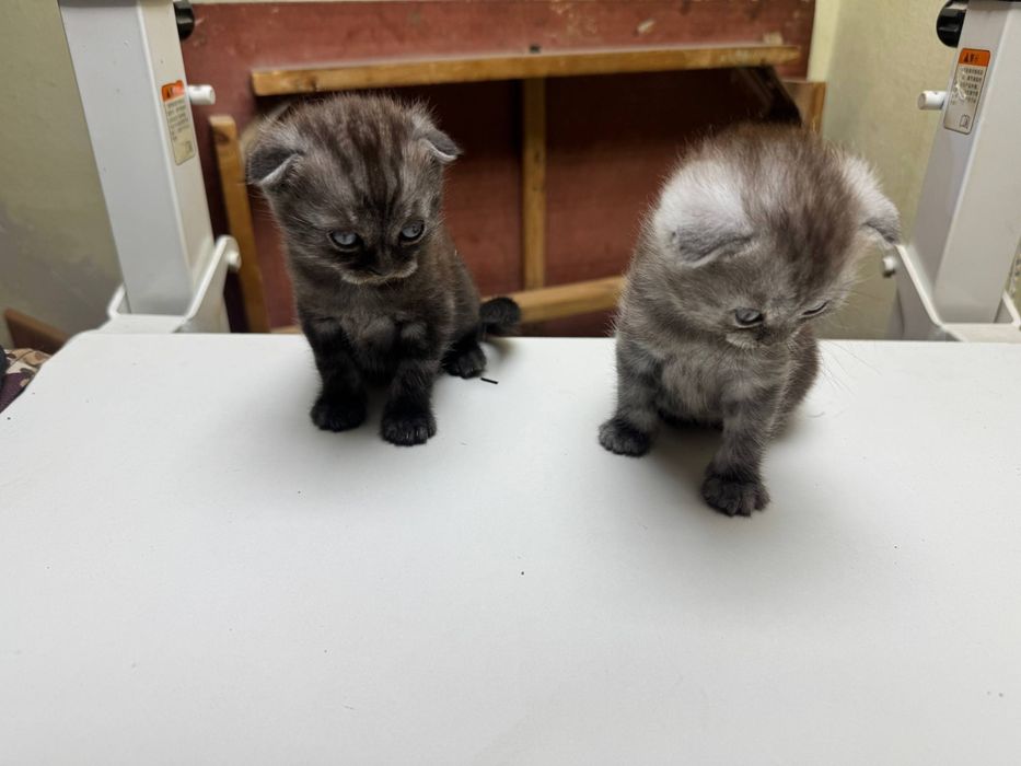 Продам котят Скоттиш Страйт