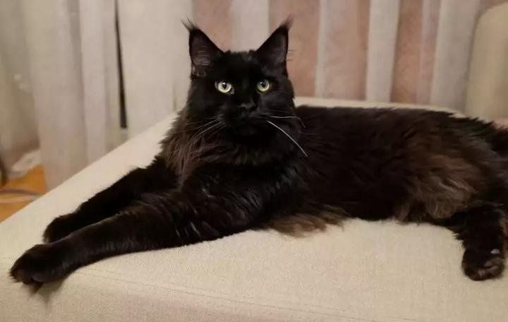 Мейн Кун кошка черная