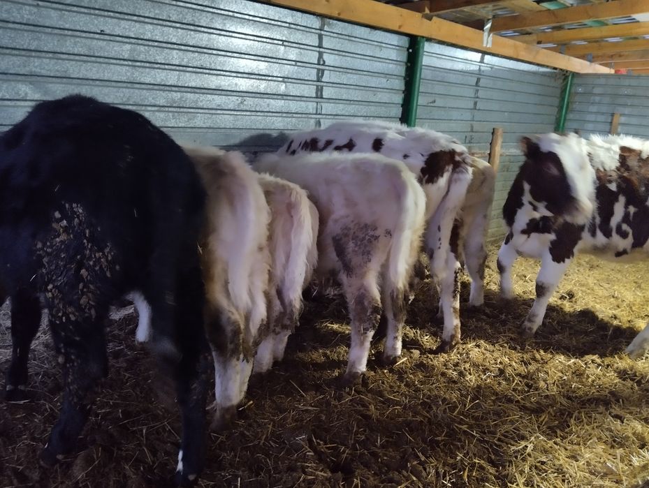 Продам телят восемесячные