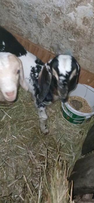 Козлята Нубо Биталы