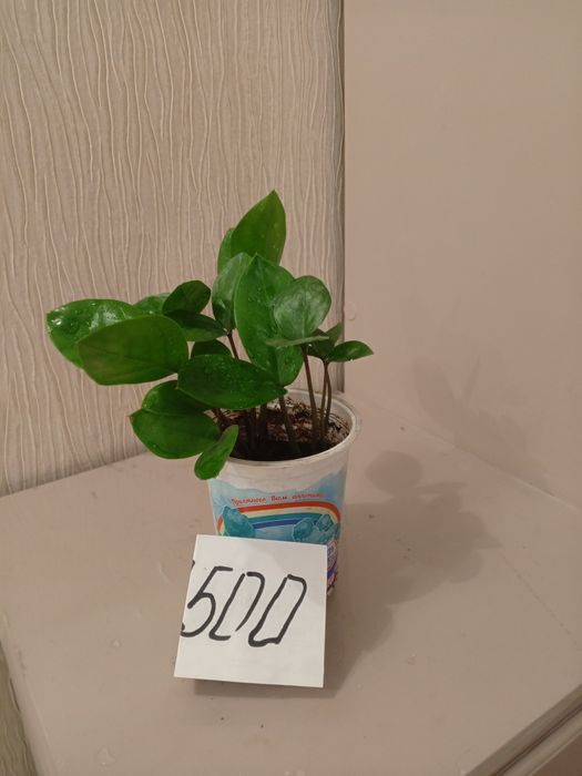 Декоративные комнатные цветы