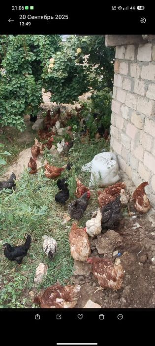 Тауық сатылады..