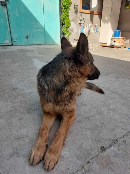 Ищем подругу для вязки