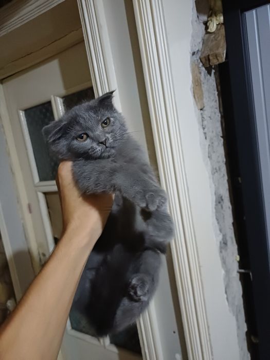 Сотилади Скоттиш фолд
