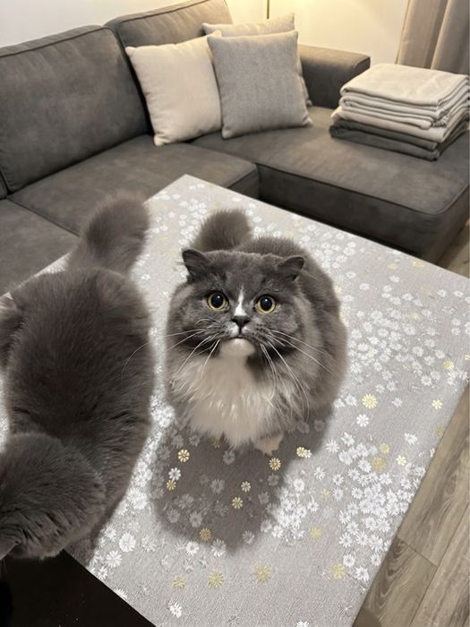 Котята регдолы срочно 6мес