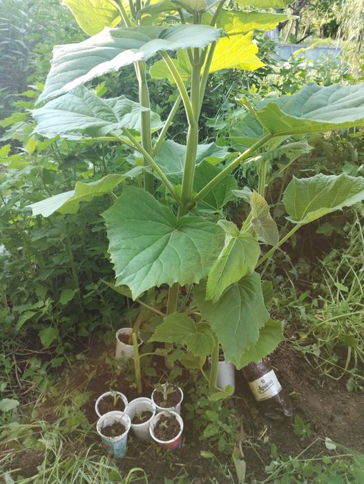 Пауловния томентоса, Рустифина (Rhus typhina)