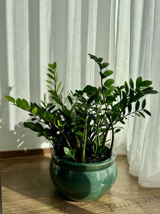 Zamioculcas ghiveci ceramic