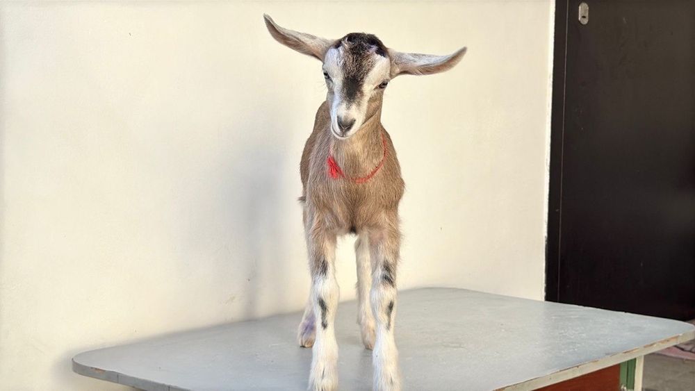 Продается Альпийский козлик