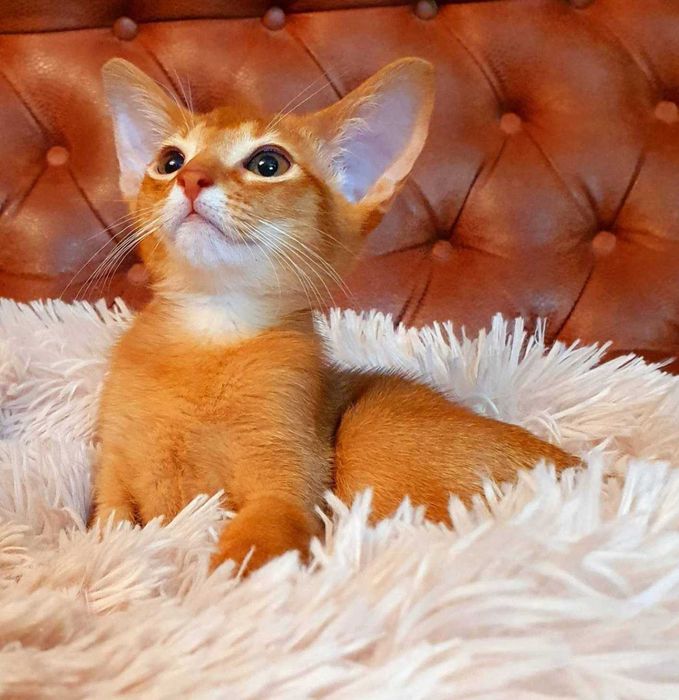 Абиссинчики апельсинчики