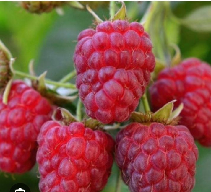 Малина каралива лета из Лидер