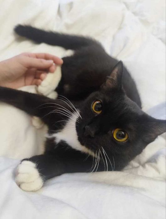 Пристраиваются в добрые руки