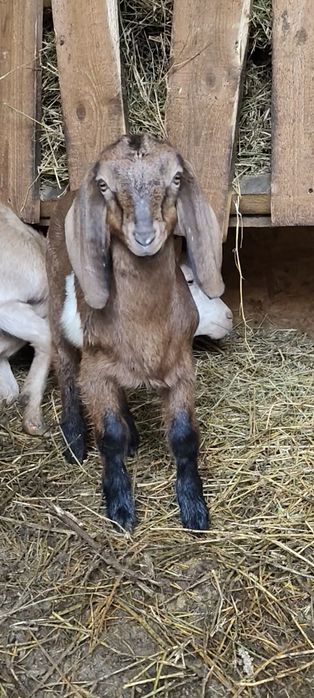 Iede anglonubian și în țap.