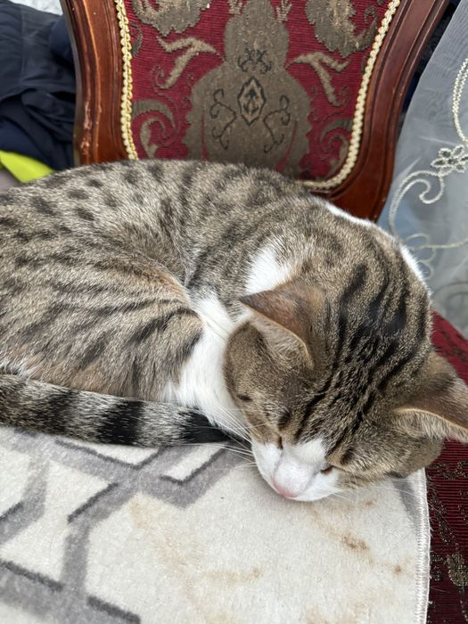 Отдам кота в хорошие руки