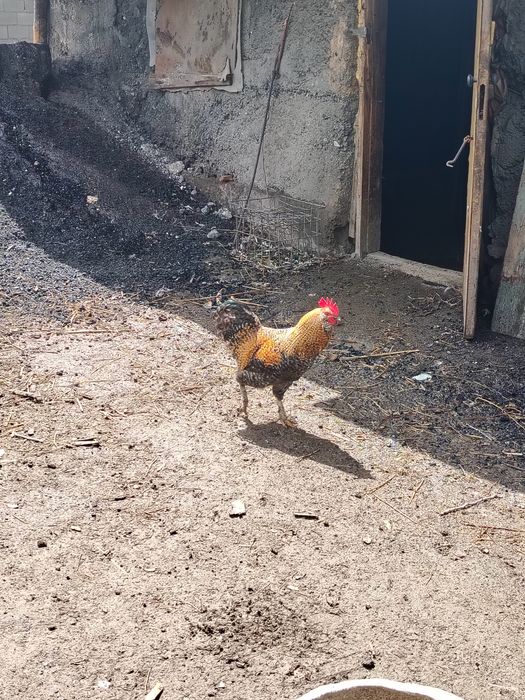 Продам петухов...