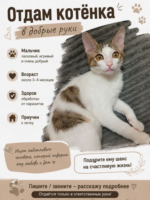 Отдаю котика в хорошие руки