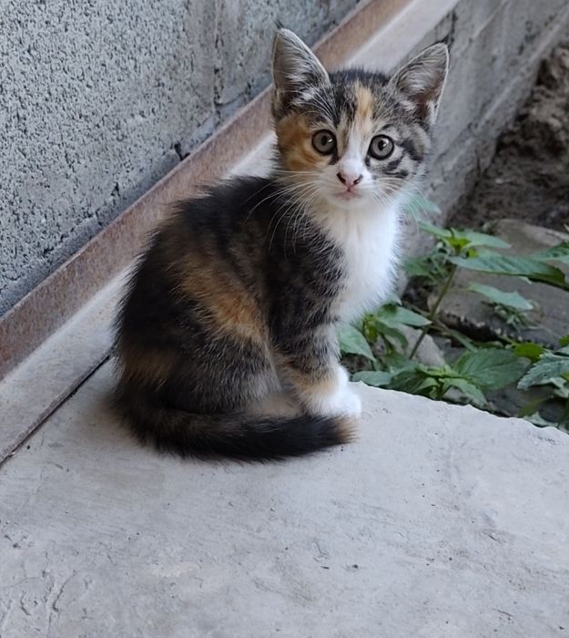 Отдам котят в хорошие руки бесплатно