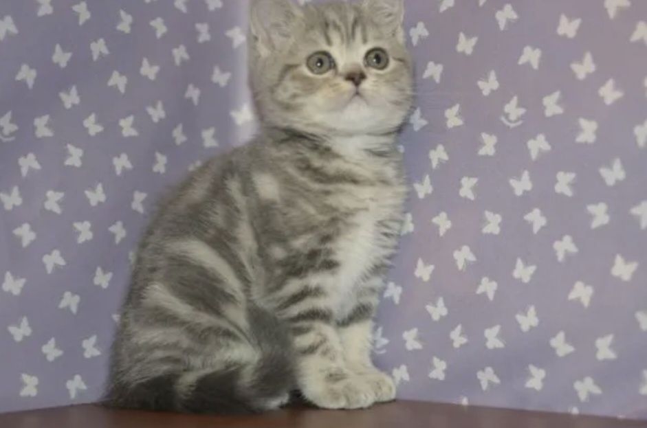 Котята фолд страйк