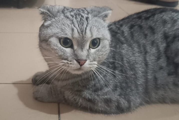 В добрые руки ласковую кошку