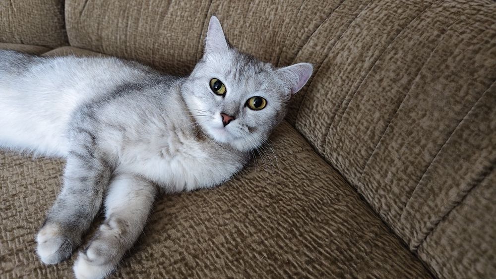 Вязка. Британка Скоттиш страйт