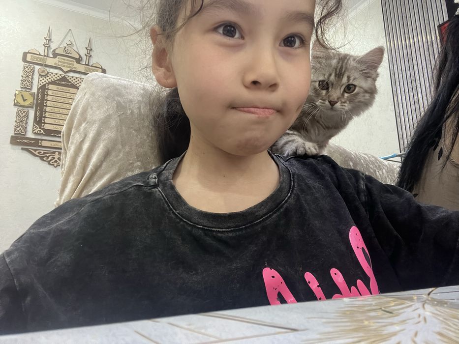 котенок 3 месяца