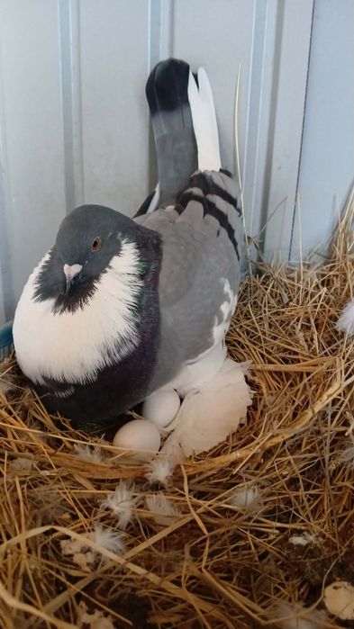 Pereche Gusati de Pomerania