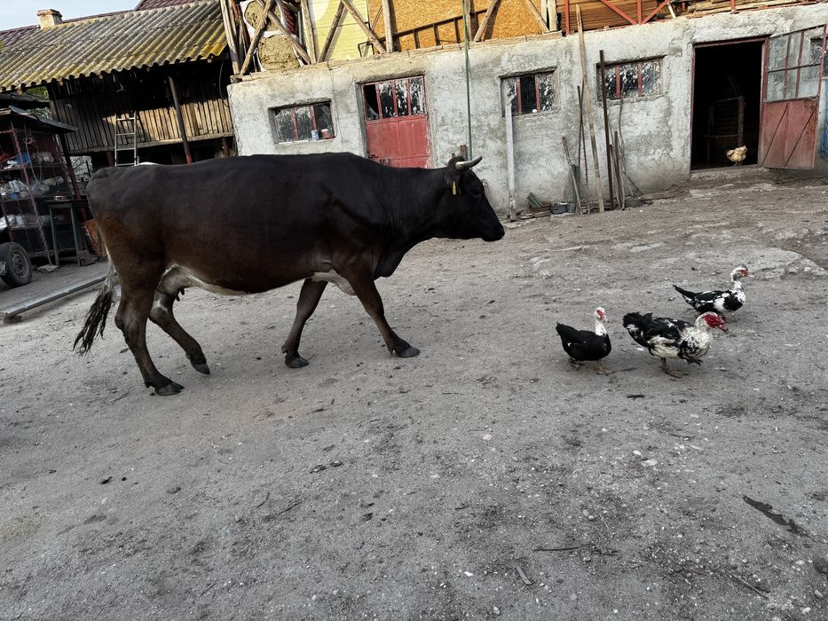 Vaca  bruna talie mare
