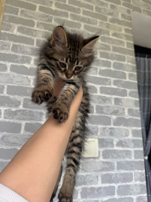 Mushuk bolasi bor hadiyaga beriladi