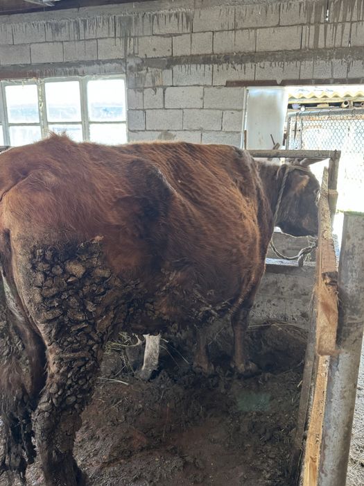 Продам корову  откормда тұрган