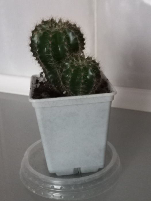 Кактус Эхинопсис