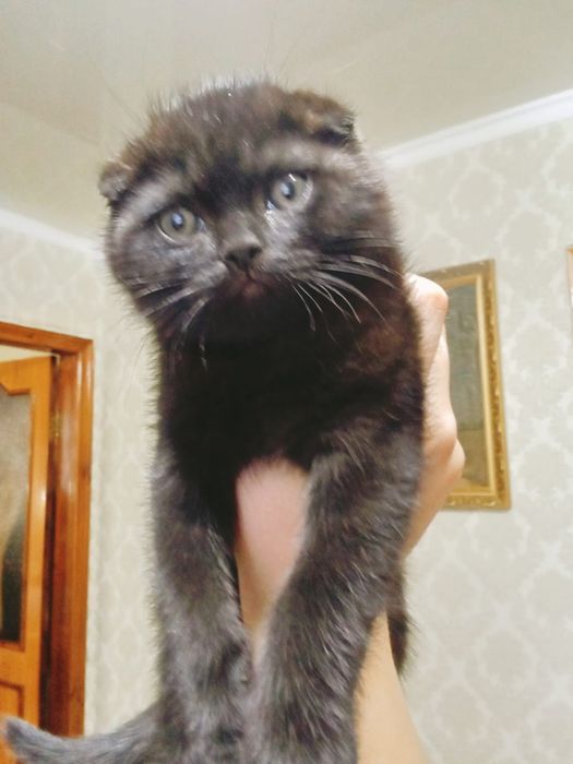 Остался шикарный мальчик