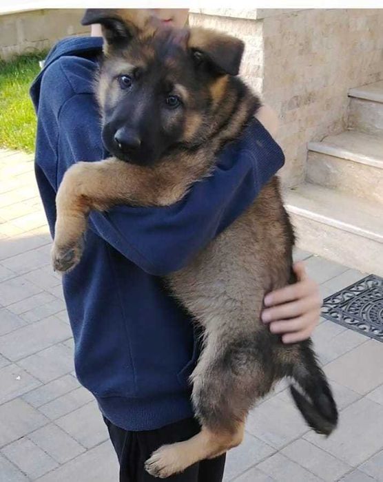 Pui ciobanesc german