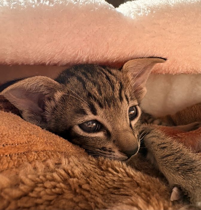 Ориентальный котёнок