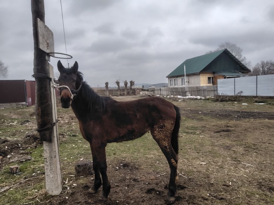 Продам жиребчика