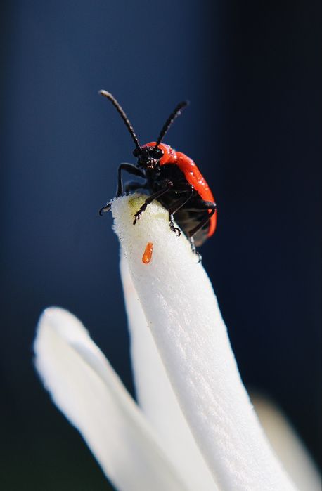 Обектив Tamron 18-400mm за Canon EF и RF