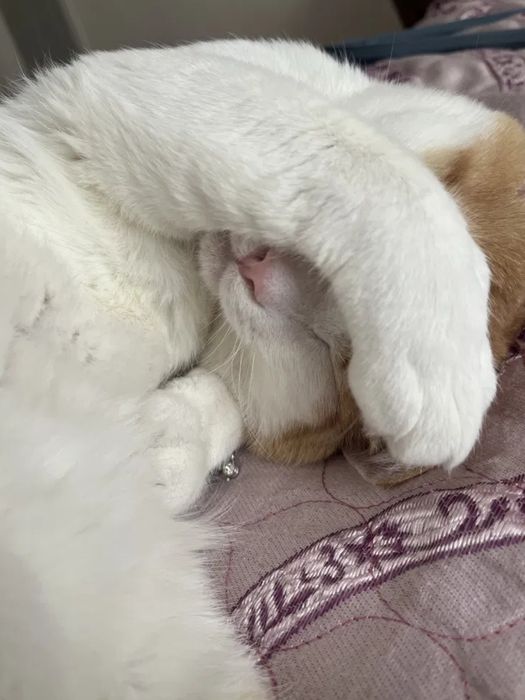 Отдам бесплатно котика