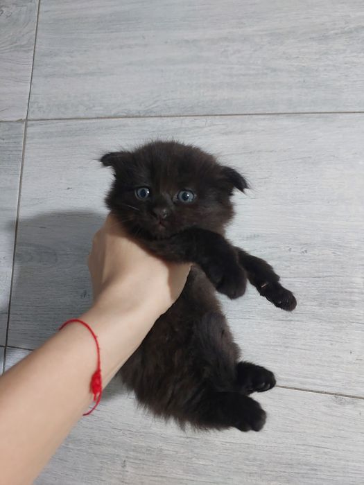 Продаются котята