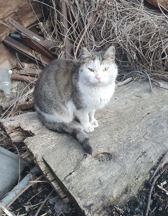 МУРКА срочно ищет дом