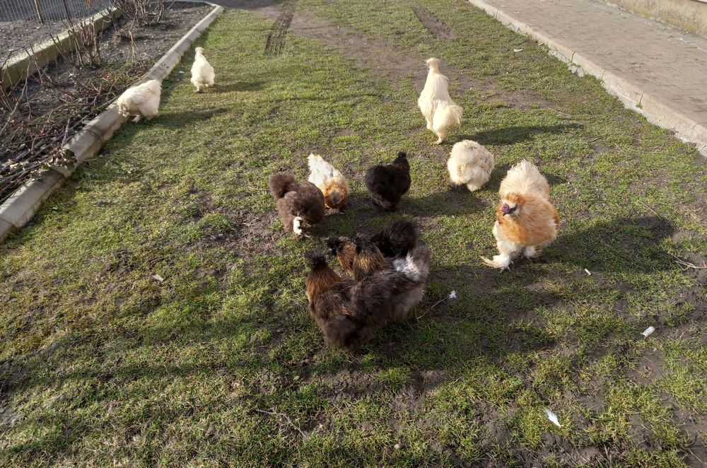 Oua de la gaini matase japoneza