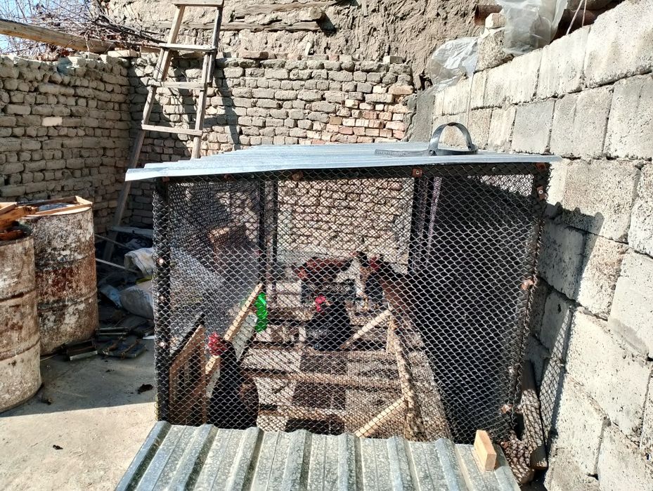 Товуқлар учун катак