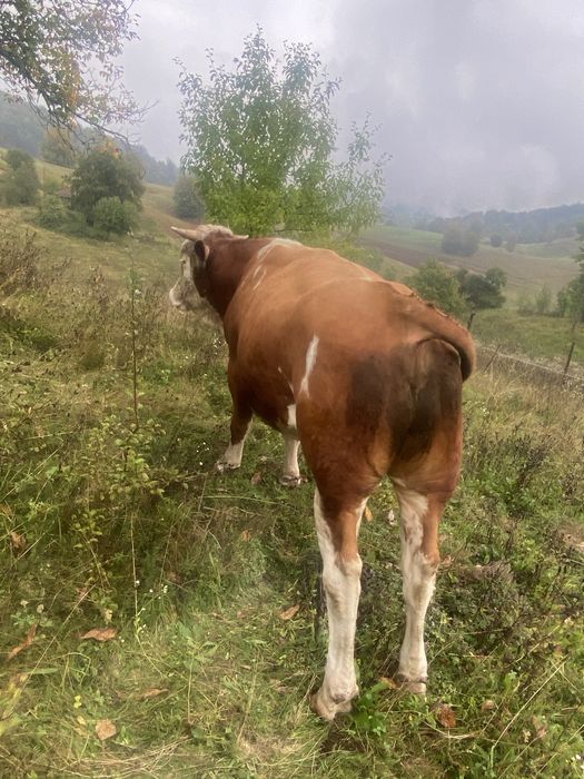 Taur de vanzare de doi ani