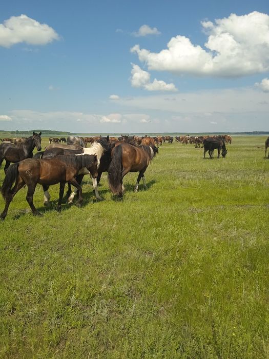 Продам кабыл и тайчиков