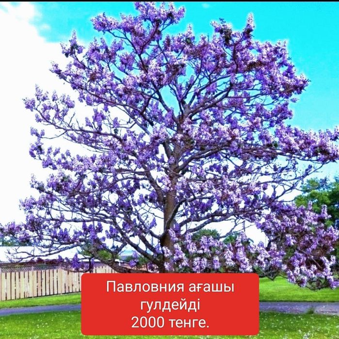 *ПАВЛОВНИЯ көшеттері сатылады.Суыққа төзімді болады.Көлеңке тез береді