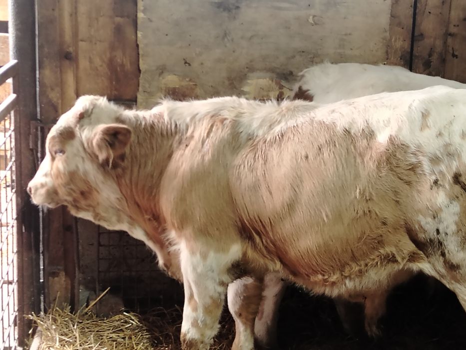Tauri și vitea 200-220 kg
