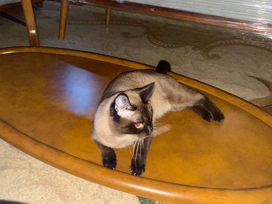 Кот хороший друг