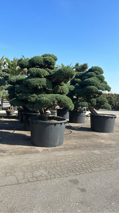 Tuia brazi bosai palmieri maslini cedru ilex spirale pohtinia taxus