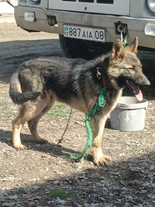 Овчарка немец бельгииски смес